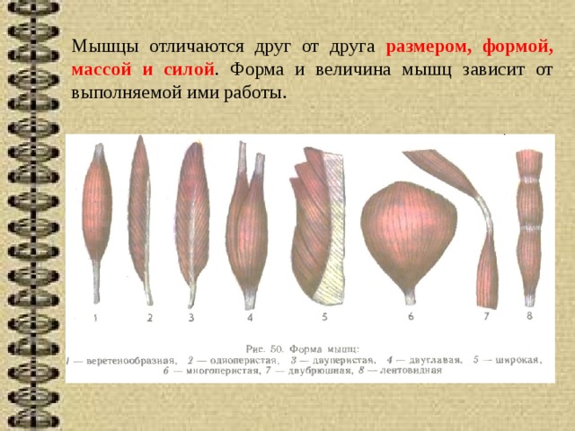 Мышцы отличаются друг от друга размером, формой, массой и силой . Форма и величина мышц зависит от выполняемой ими работы. 