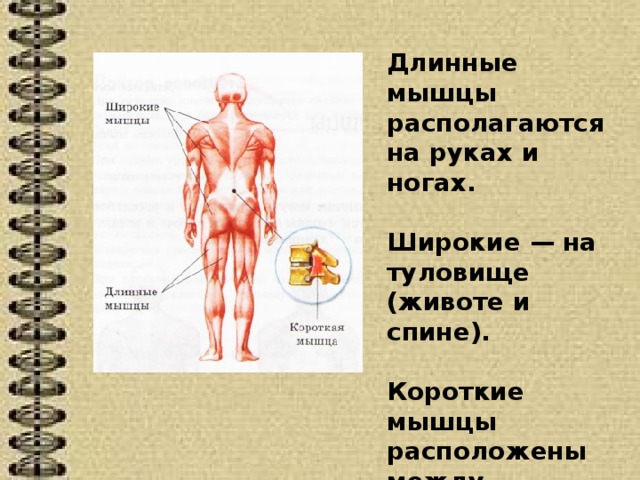 Длинные мышцы располагаются на руках и ногах.  Широкие — на туловище (животе и спине).  Короткие мышцы расположены между позвонками 