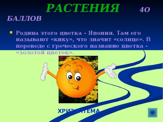  Растения  4о баллов Родина этого цветка – Япония. Там его называют «кику», что значит «солнце». В переводе с греческого название цветка – «золотой цветок». ХРИЗАНТЕМА 