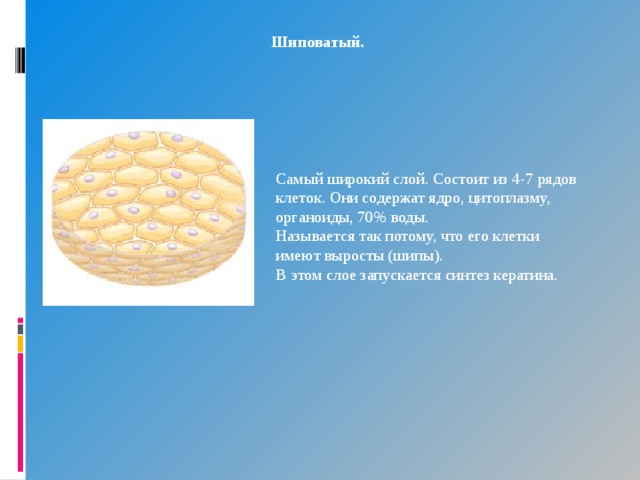 Шиповатый. Самый широкий слой. Состоит из 4-7 рядов клеток. Они содержат ядро, цитоплазму, органоиды, 70% воды. Называется так потому, что его клетки имеют выросты (шипы). В этом слое запускается синтез кератина. 