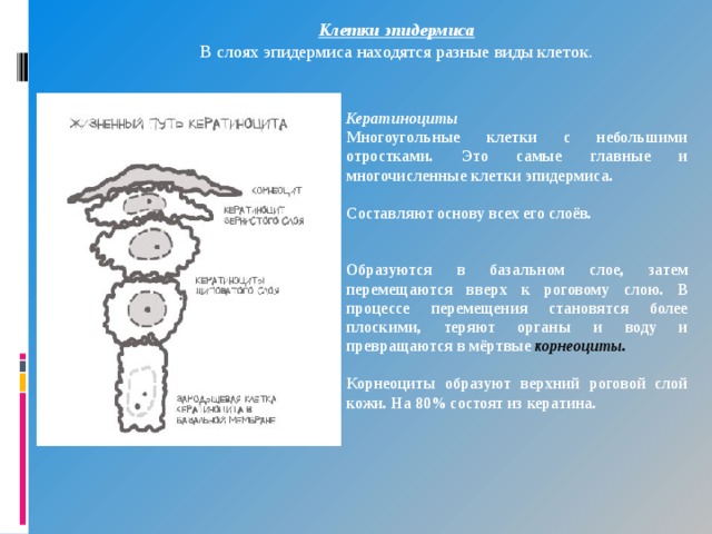 Клетки эпидермиса В слоях эпидермиса находятся разные виды клеток. Кератиноциты Многоугольные клетки с небольшими отростками. Это самые главные и многочисленные клетки эпидермиса.  Составляют основу всех его слоёв.   Образуются в базальном слое, затем перемещаются вверх к роговому слою. В процессе перемещения становятся более плоскими, теряют органы и воду и превращаются в мёртвые  корнеоциты .  Корнеоциты образуют верхний роговой слой кожи. На 80% состоят из кератина. 
