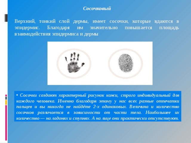 Сосочковый Верхний, тонкий слой дермы, имеет сосочки, которые вдаются в эпидермис. Благодаря им значительно повышается площадь взаимодействия эпидермиса и дермы  Сосочки создают характерный рисунок кожи, строго индивидуальный для каждого человека. Именно благодаря этому у нас всех разные отпечатки пальцев и вы никогда не найдёте 2-х одинаковых. Величина и количество сосочков различается в зависимости от части тела. Наибольшее их количество — на ладонях и ступнях. А на лице они практически отсутствуют. 