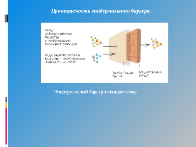 Проницаемость эпидермального барьера. Эпидермальный барьер защищает кожу. 