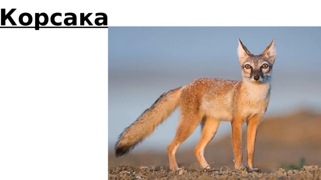 Корсака 