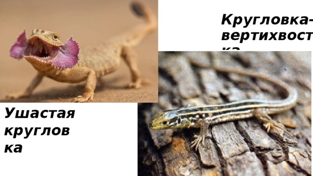 Кругловка-вертихвостка Ушастая кругловка 