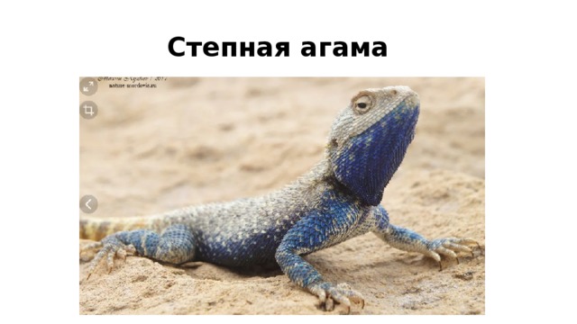 Степная агама 