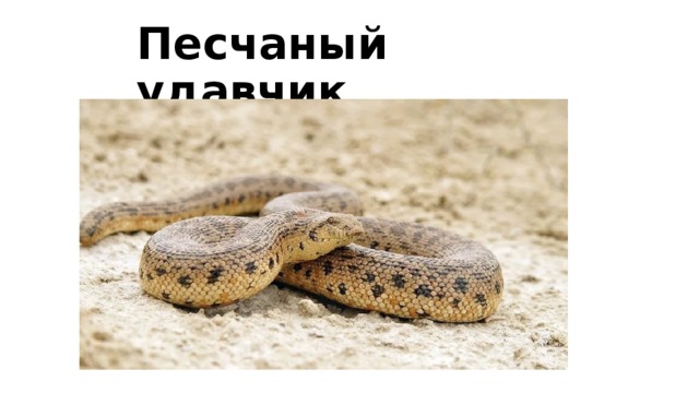 Песчаный удавчик 
