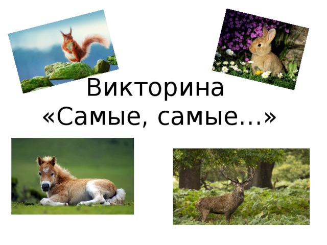   Викторина  «Самые, самые…» 