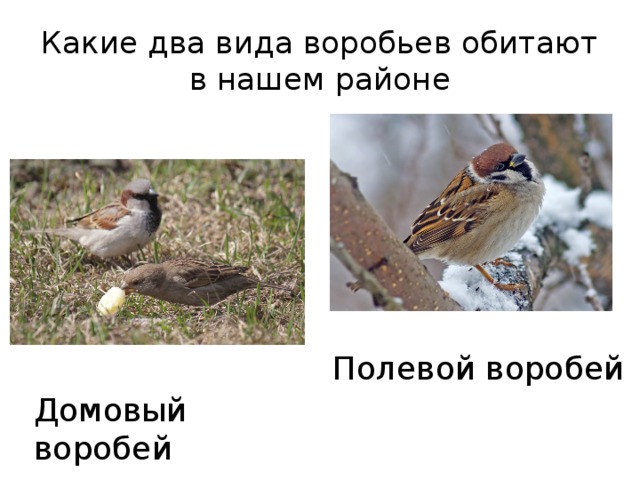 Какие два вида воробьев обитают в нашем районе Полевой воробей Домовый воробей 