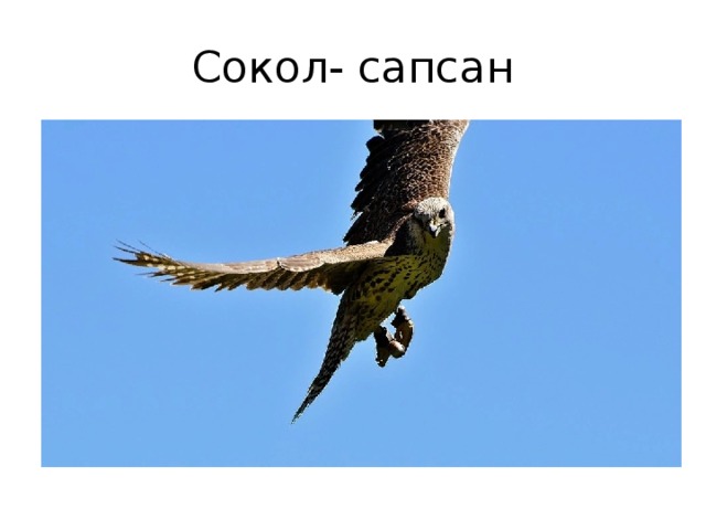 Сокол- сапсан 