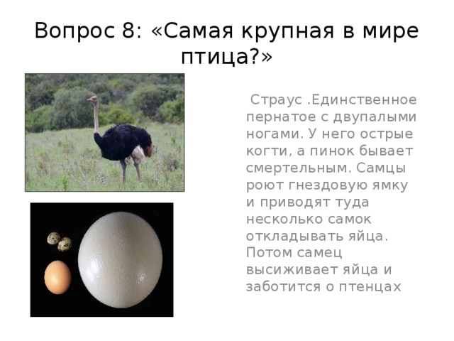 Вопрос 8: «Самая крупная в мире птица?»  Страус .Единственное пернатое с двупалыми ногами. У него острые когти, а пинок бывает смертельным. Самцы роют гнездовую ямку и приводят туда несколько самок откладывать яйца. Потом самец высиживает яйца и заботится о птенцах 