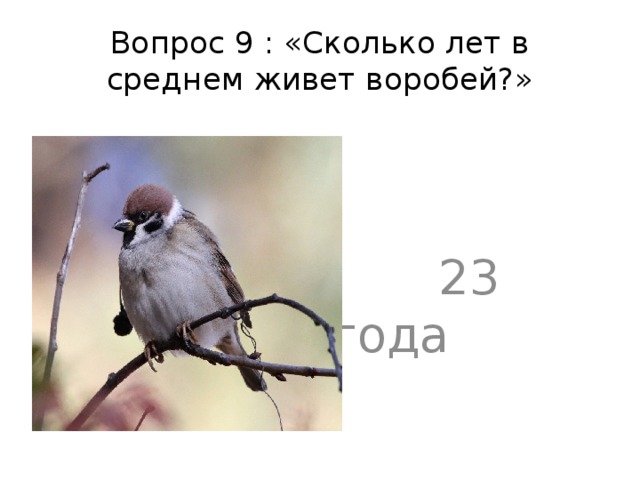 Вопрос 9 : «Сколько лет в среднем живет воробей?»  23 года 