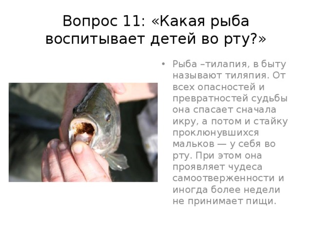 Вопрос 11: «Какая рыба воспитывает детей во рту?» Рыба –тилапия, в быту называют тиляпия. От всех опасностей и превратностей судьбы она спасает сначала икру, а потом и стайку проклюнувшихся мальков — у себя во рту. При этом она проявляет чудеса самоотверженности и иногда более недели не принимает пищи. 