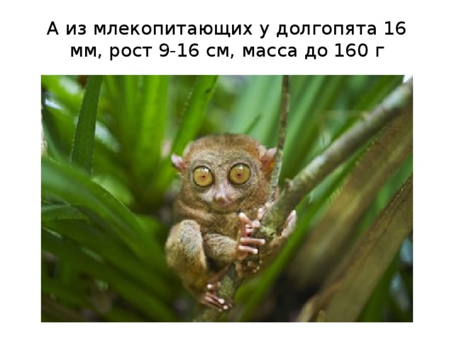 А из млекопитающих у долгопята 16 мм, рост 9-16 см, масса до 160 г   