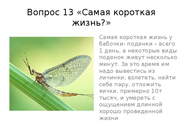 Вопрос 13 «Самая короткая жизнь?» Самая короткая жизнь у бабочки- поденки – всего 1 день, а некоторые виды поденок живут несколько минут. За это время им надо вывестись из личинки, взлететь, найти себе пару, отложить яички, примерно 10т тысяч, и умереть с ощущением длинной хорошо проведенной жизни 
