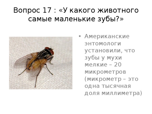 Вопрос 17 : «У какого животного самые маленькие зубы?» Американские энтомологи установили, что зубы у мухи мелкие – 20 микрометров (микрометр – это одна тысячная доля миллиметра) 
