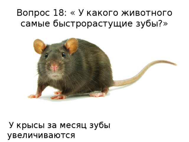 Вопрос 18: « У какого животного самые быстрорастущие зубы?»  У крысы за месяц зубы увеличиваются  на 3 см . 
