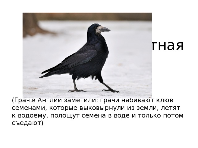 Вопрос 2  Самая чистоплотная  птица ? (Грач.в Англии заметили: грачи набивают клюв семенами, которые выковырнули из земли, летят к водоему, полощут семена в воде и только потом съедают) 