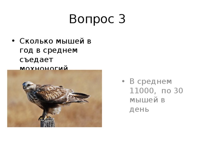 Вопрос 3 Сколько мышей в год в среднем съедает мохноногий канюк? В среднем 11000, по 30 мышей в день 