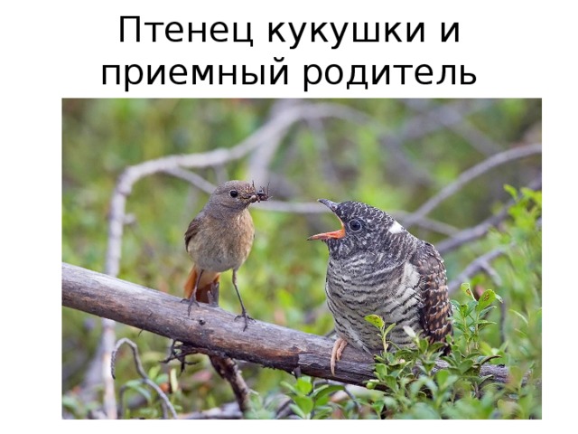 Птенец кукушки и приемный родитель 