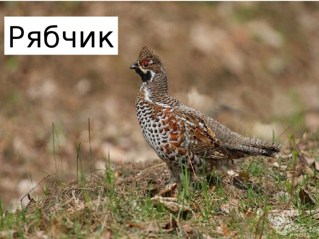 Рябчик 