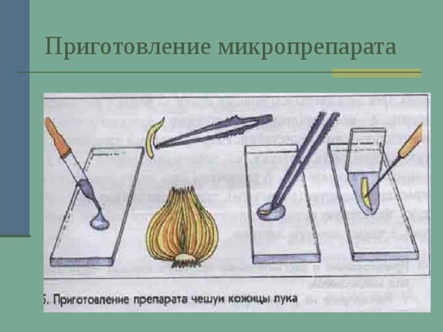 Приготовление микропрепарата 