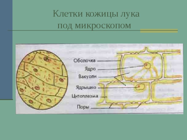  Клетки кожицы лука  под микроскопом 