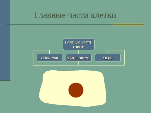  Главные части клетки Главные части клетки Оболочка Цитоплазма Ядро 