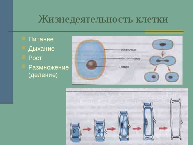  Жизнедеятельность клетки Питание Дыхание Рост Размножение (деление) 