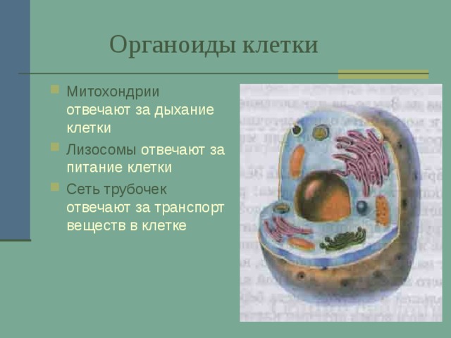  Органоиды клетки Митохондрии отвечают за дыхание клетки Лизосомы отвечают за питание клетки Сеть трубочек отвечают за транспорт веществ в клетке 