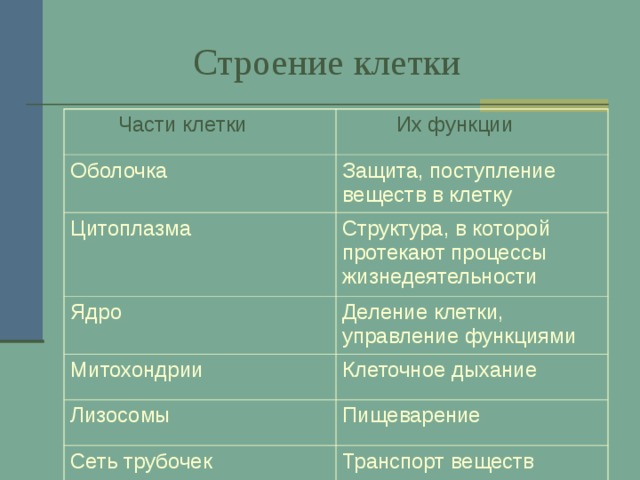  Строение клетки   Части клетки  Их функции Оболочка Защита, поступление веществ в клетку Цитоплазма Структура, в которой протекают процессы жизнедеятельности Ядро Деление клетки, управление функциями Митохондрии Клеточное дыхание Лизосомы Пищеварение Сеть трубочек Транспорт веществ 