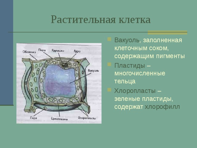  Растительная клетка Вакуоль , заполненная клеточным соком, содержащим пигменты Пластиды – многочисленные тельца Хлоропласты – зеленые пластиды, содержат хлорофилл 