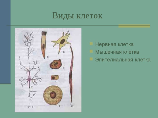  Виды клеток Нервная клетка Мышечная клетка Эпителиальная клетка  