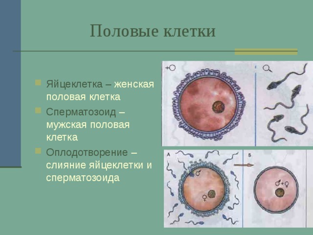  Половые клетки  Яйцеклетка – женская половая клетка Сперматозоид – мужская половая клетка Оплодотворение – слияние яйцеклетки и сперматозоида 