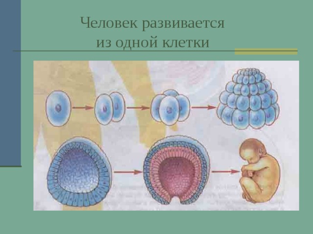  Человек развивается  из одной клетки 