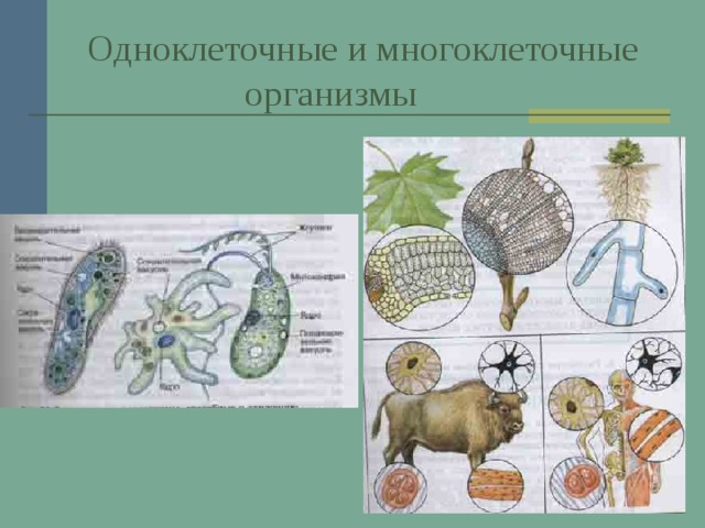 Одноклеточные и многоклеточные  организмы  