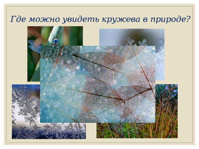 Где можно увидеть кружева в природе? 