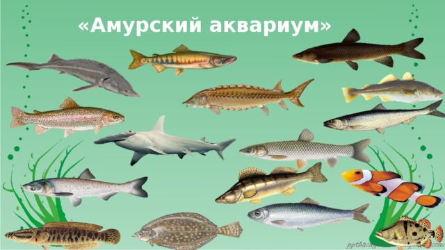 «Амурский аквариум» 