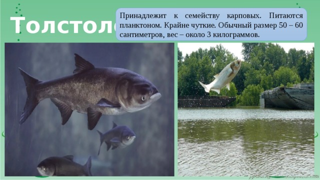 Толстолоб Принадлежит к семейству карповых. Питаются планктоном. Крайне чуткие. Обычный размер 50 – 60 сантиметров, вес – около 3 килограммов. 