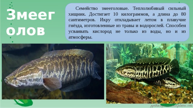Семейство змееголовые. Теплолюбивый сильный хищник. Достигает 10 килограммов, а длина до 80 сантиметров. Икру откладывает летом в плавучие гнёзда, изготовленные из травы и водорослей. Способен усваивать кислород не только из воды, но и из атмосферы. Змееголов 
