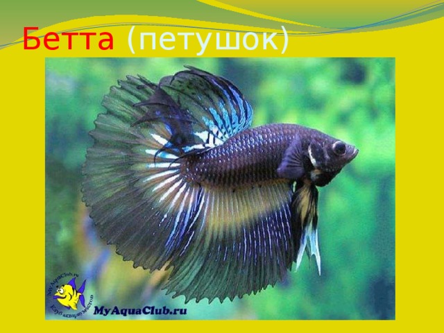 Бетта (петушок) 