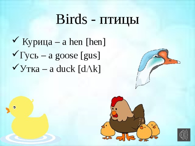 Birds - птицы  Курица – a hen [hen] Гусь – a goose [gus] Утка – a duck [dΛk] 