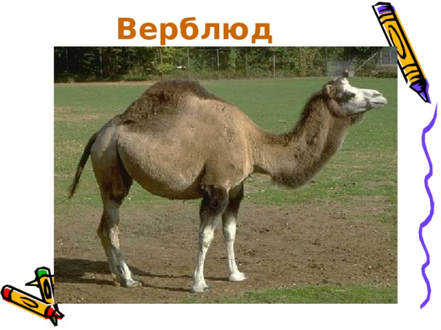 Верблюд  