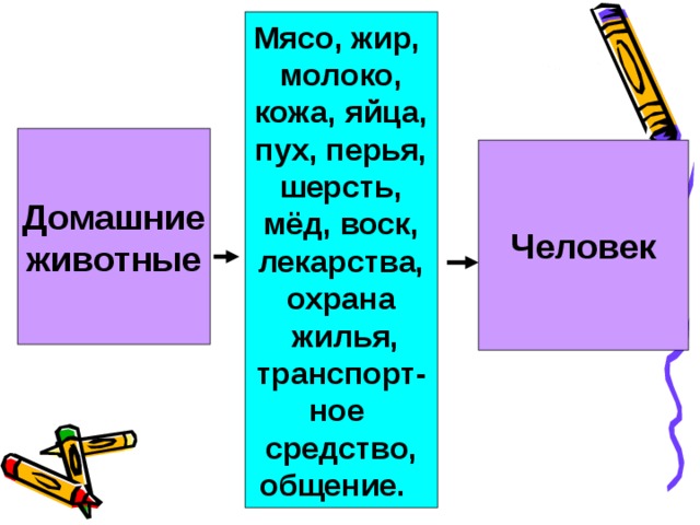 Мясо, жир, молоко, кожа, яйца, пух, перья, шерсть, мёд, воск, лекарства, охрана  жилья, транспорт- ное средство, общение. Домашние животные Человек 