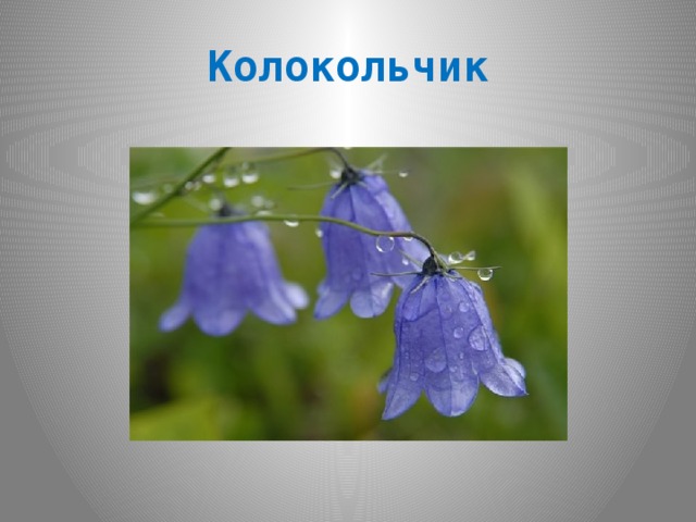 Колокольчик 