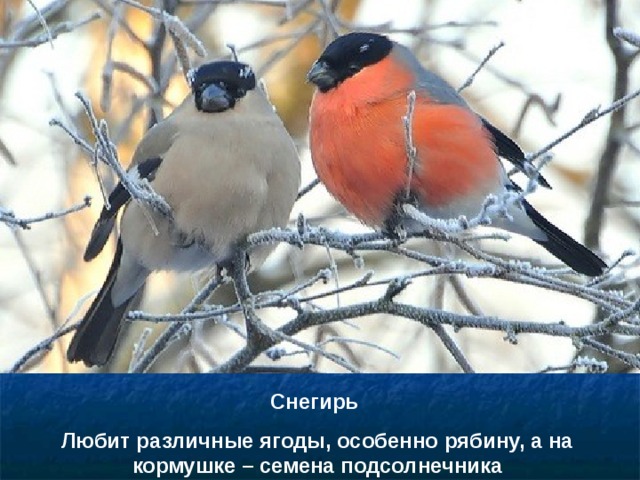 Снегирь Любит различные ягоды, особенно рябину, а на кормушке – семена подсолнечника 