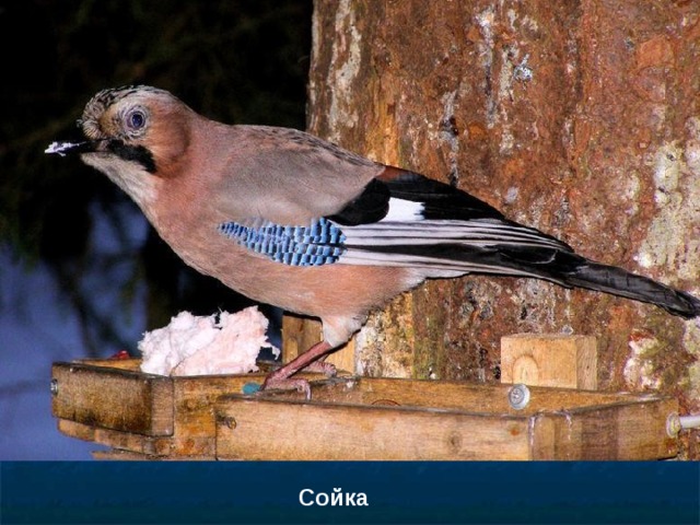Сойка 