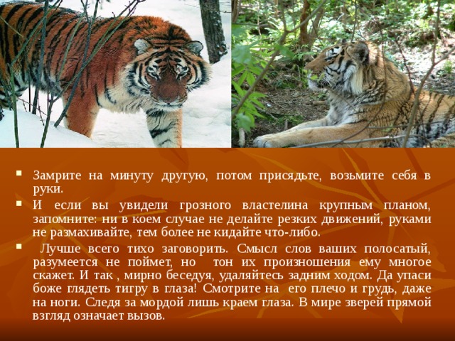 Замрите на минуту другую, потом присядьте, возьмите себя в руки. И если вы увидели грозного властелина крупным планом, запомните: ни в коем случае не делайте резких движений, руками не размахивайте, тем более не кидайте что-либо.  Лучше всего тихо заговорить. Смысл слов ваших полосатый, разумеется не поймет, но тон их произношения ему многое скажет. И так , мирно беседуя, удаляйтесь задним ходом. Да упаси боже глядеть тигру в глаза! Смотрите на его плечо и грудь, даже на ноги. Следя за мордой лишь краем глаза. В мире зверей прямой взгляд означает вызов. 