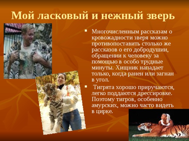 Мой ласковый и нежный зверь Многочисленным рассказам о кровожадности зверя можно противопоставить столько же рассказов о его добродушии, обращении к человеку за помощью в особо трудные минуты. Хищник нападает только, когда ранен или загнан в угол.  Тигрята хорошо приручаются, легко поддаются дрессировке. Поэтому тигров, особенно амурских, можно часто видеть в цирке.     