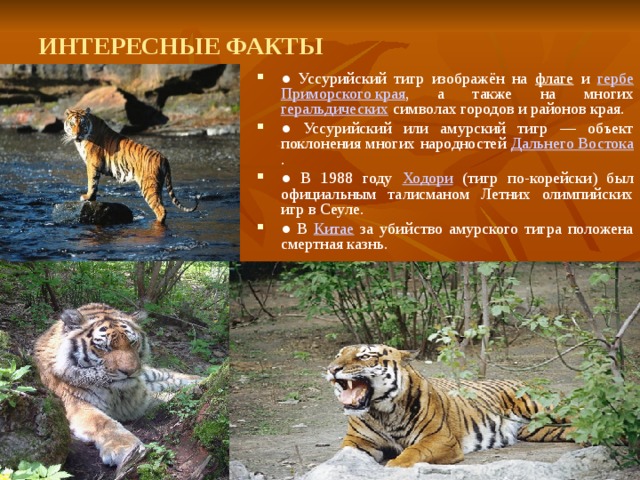 ИНТЕРЕСНЫЕ ФАКТЫ ● Уссурийский тигр изображён на флаге и гербе  Приморского края , а также на многих геральдических символах городов и районов края. ● Уссурийский или амурский тигр — объект поклонения многих народностей Дальнего Востока . ● В 1988 году Ходори (тигр по-корейски) был официальным талисманом Летних олимпийских игр в Сеуле. ● В Китае за убийство амурского тигра положена смертная казнь. 